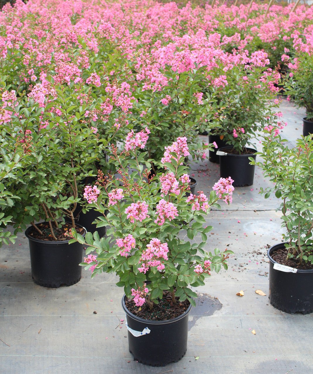Crepe Myrtle Hopi (Lagerstroemia) - Ladybird Nursery