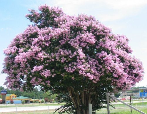 Crepe Myrtle Biloxi (Lagerstroemia) - Ladybird Nursery