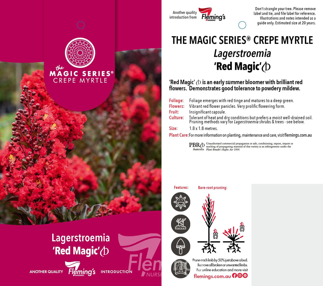 Dwarf Crepe Myrtle ‘Red Magic’ - Large