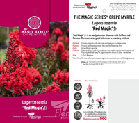 Dwarf Crepe Myrtle ‘Red Magic’ - Large