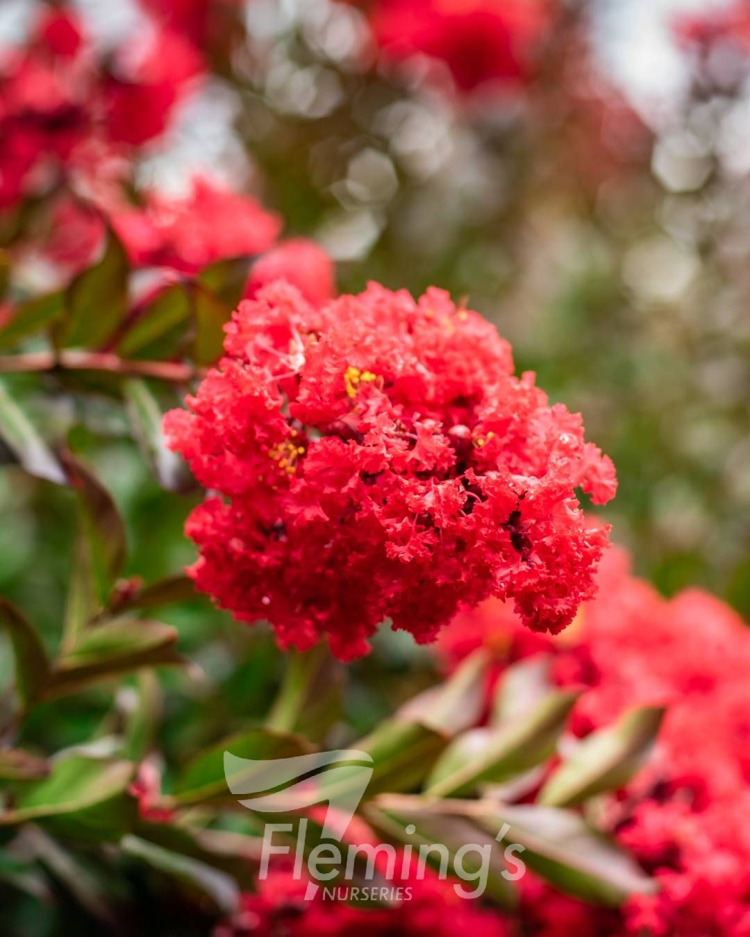 Dwarf Crepe Myrtle ‘Red Magic’ - Large