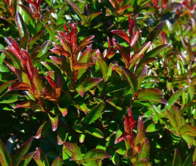 Dwarf Crepe Myrtle ‘Red Magic’ - Large