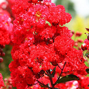 Dwarf Crepe Myrtle ‘Red Magic’ - Large