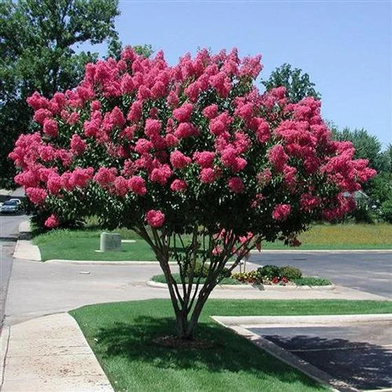 Crepe Myrtle Heliotrope Beauty (Lagerstroemia indica)