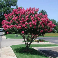 Crepe Myrtle Heliotrope Beauty (Lagerstroemia indica)