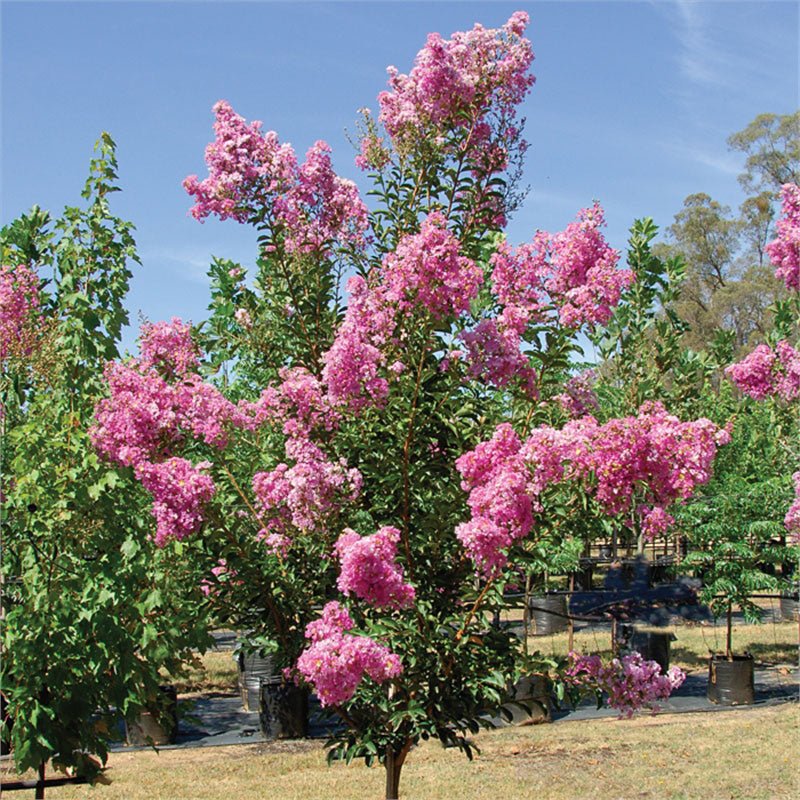 Crepe Myrtle Tree Form x fauriei Lipan (Lagerstroemia indica) - Ladybird Nursery
