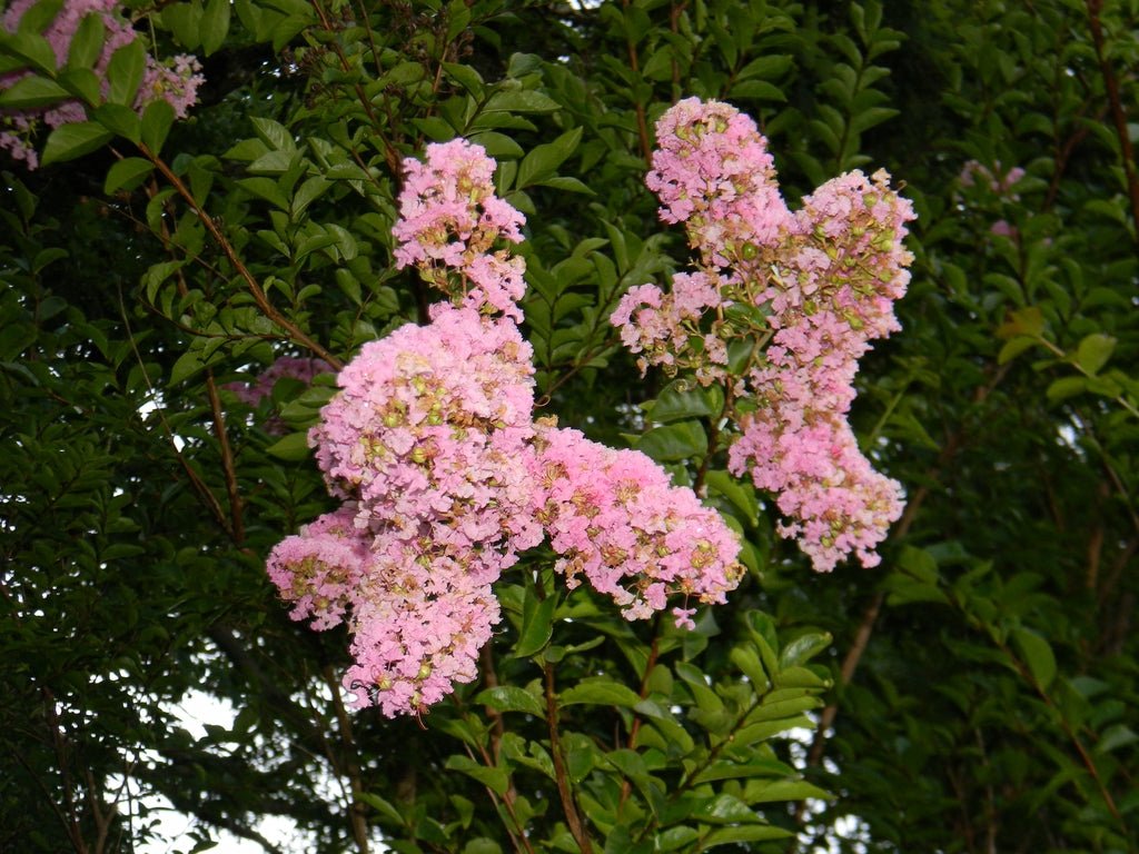 Crepe Myrtle Newmanii (Lagerstroemia) - Ladybird Nursery