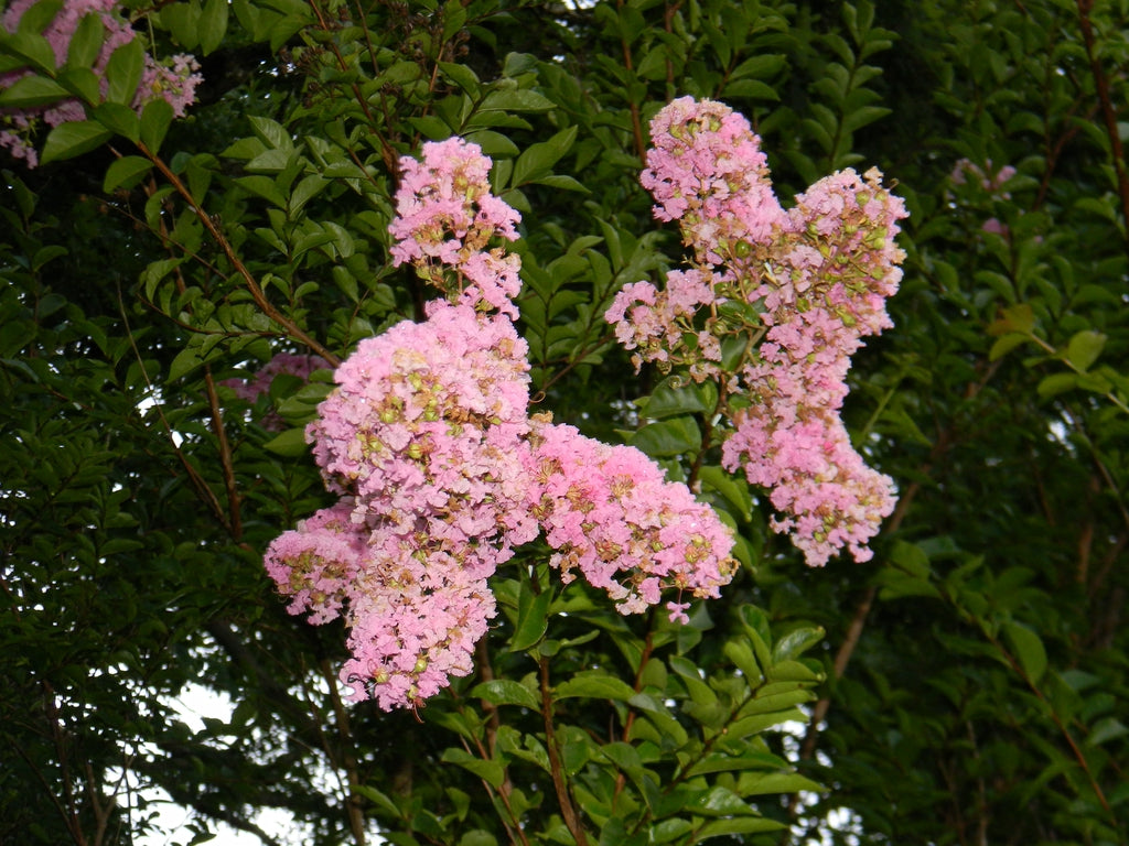 Crepe Myrtle Newmanii (Lagerstroemia)