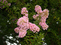 Crepe Myrtle Newmanii (Lagerstroemia)