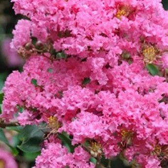 Crepe Myrtle x fauriei Biloxi (Lagerstroemia indica) - Ladybird Nursery