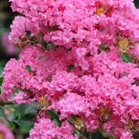 Crepe Myrtle x fauriei Biloxi (Lagerstroemia indica)