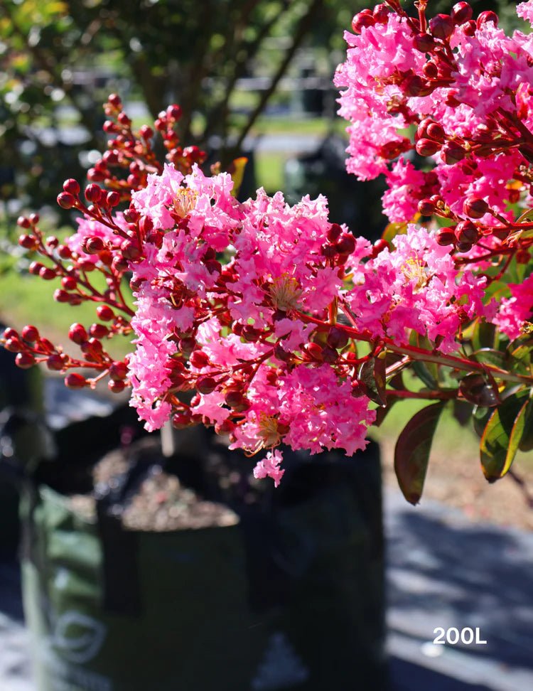 Crepe Myrtle Newmanii (Lagerstroemia) - Ladybird Nursery