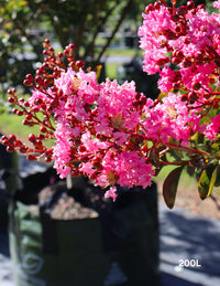 Crepe Myrtle Newmanii (Lagerstroemia)