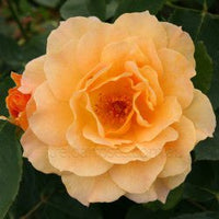 Rose 'Lakeside Beauty' - Large - Ladybird Nursery