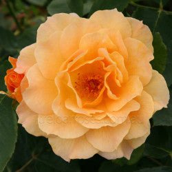 Rose 'Lakeside Beauty' - Large - Ladybird Nursery