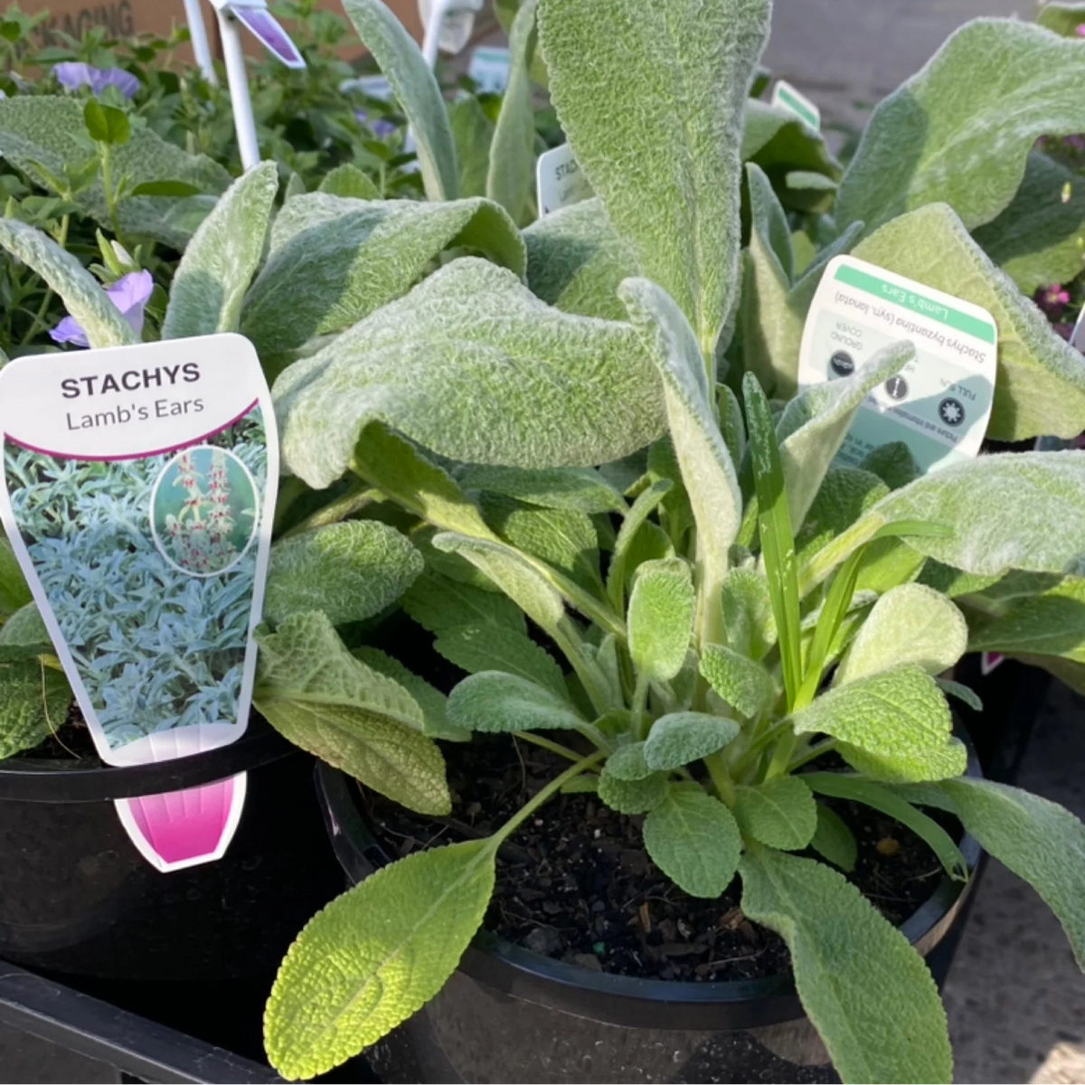 Lamb's Ears (Stachys byzantina) - Ladybird Nursery