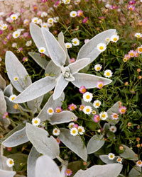 Seaside Daisy (Erigeron karvinskianus) - Ladybird Nursery