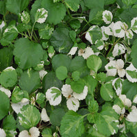 Swan River Daisy Mauve Mystery (Brachyscome)