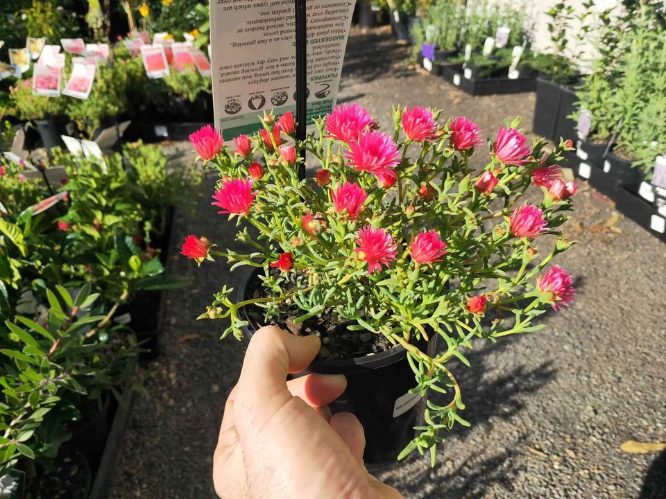 Lampranthus Flowering Succulents - Ladybird Nursery