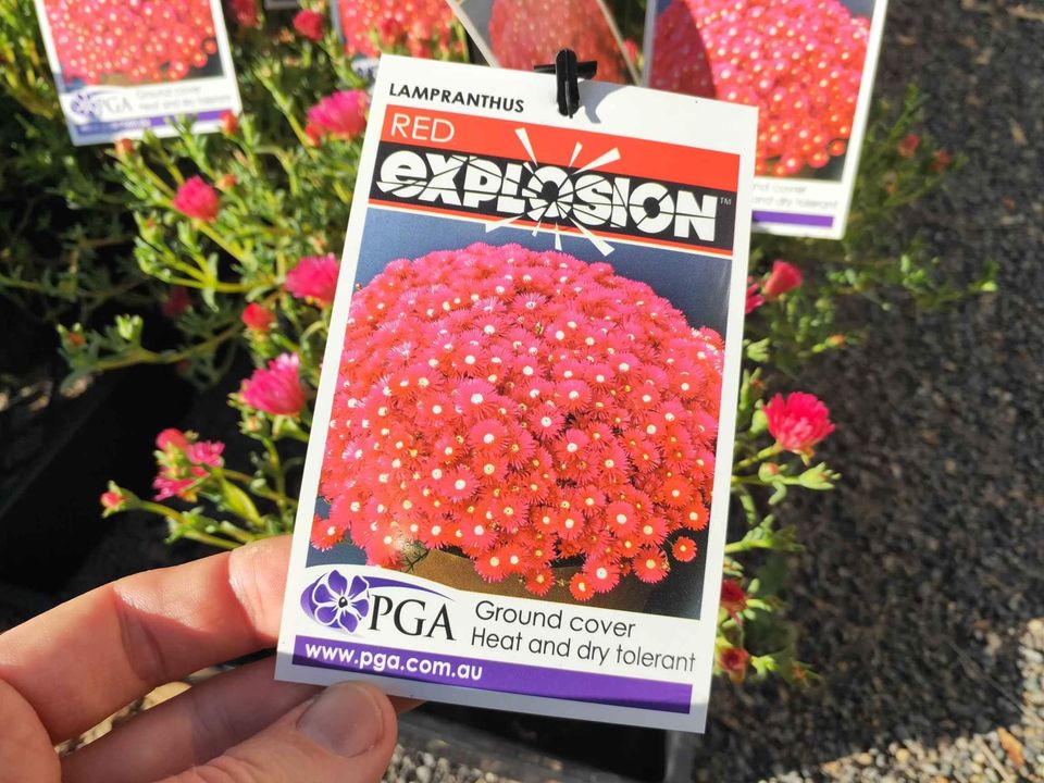 Lampranthus Flowering Succulents