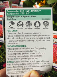 Lampranthus Flowering Succulents