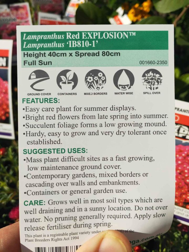 Lampranthus Flowering Succulents - Ladybird Nursery