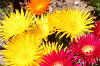 Ice Plant Yellow (Mesembryanthemum spp)