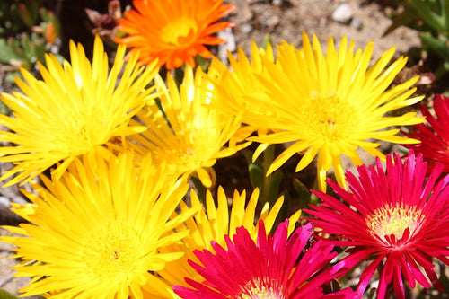 Ice Plant Yellow (Mesembryanthemum spp) - Ladybird Nursery