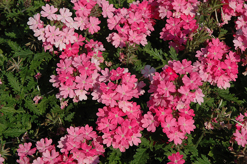 Verbena Almira Bright Pink (Verbena)