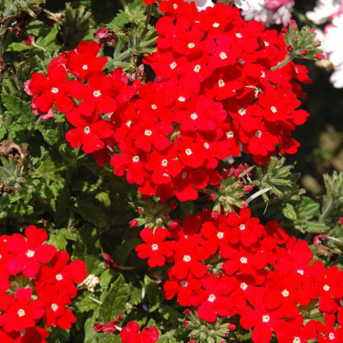 Verbena Almira Scarlet (Verbena)
