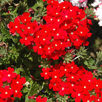 Verbena Almira Scarlet (Verbena)