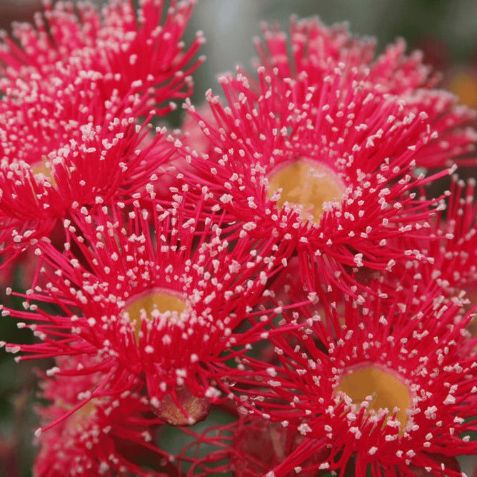 Dwarf Eucalyptus ‘Summer Red’ (Corymbia ficifolia) - Ladybird Nursery