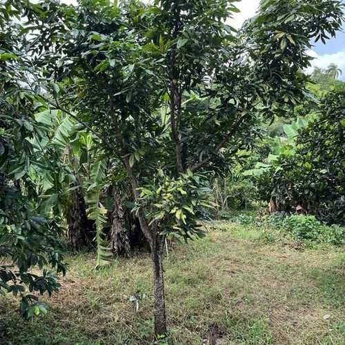 Langsat (Duku) - Ladybird Nursery