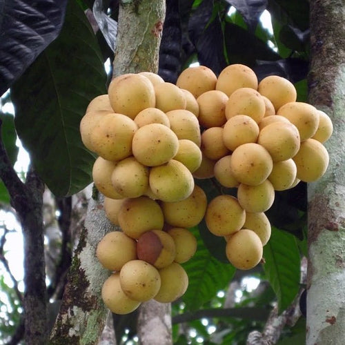 Langsat (Duku) - Ladybird Nursery