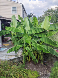 Super Dwarf Banana 'Cavendish' QLD ONLY - Ladybird Nursery