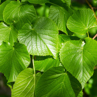 Large Leaf Lime (Tilia platyphyllos)