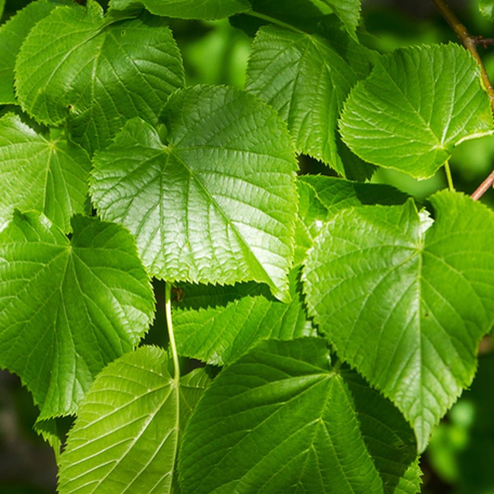 Large Leaf Lime (Tilia platyphyllos) - Ladybird Nursery