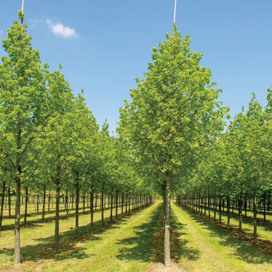 Large Leaf Lime (Tilia platyphyllos)