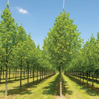 Large Leaf Lime (Tilia platyphyllos)