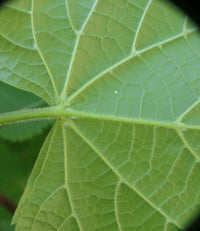 Large Leaf Lime (Tilia platyphyllos)