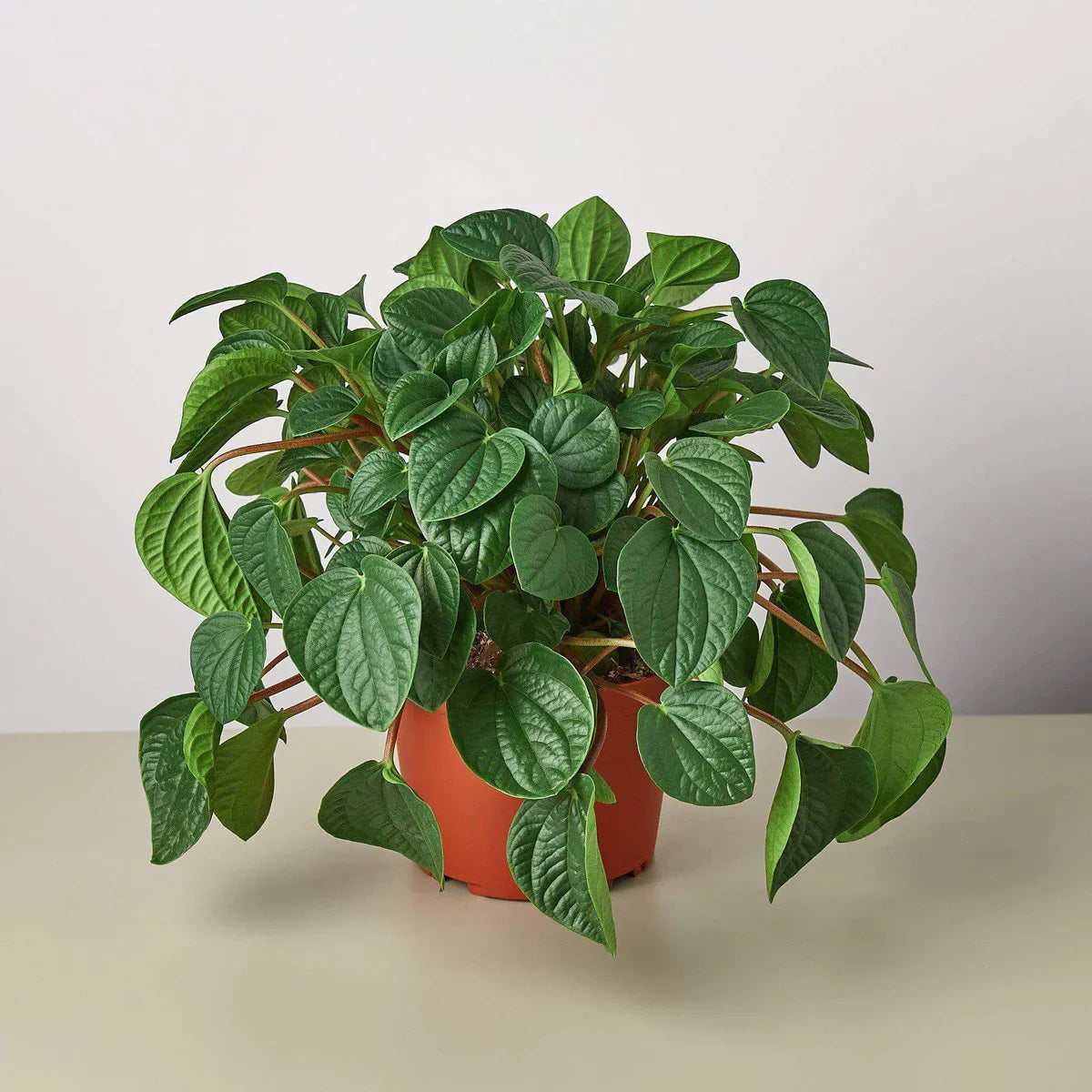 Peperomia Rana Verde (Peperomia)