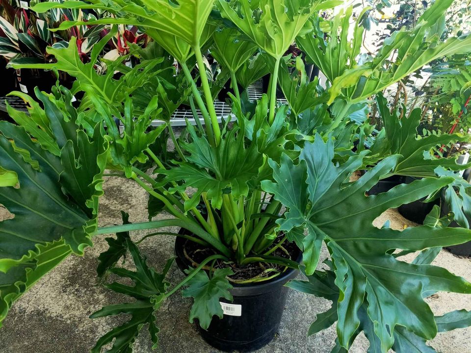 Large Philodendron Lickety Split