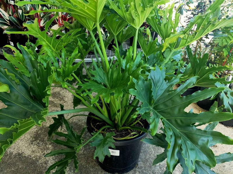 Large Philodendron Lickety Split