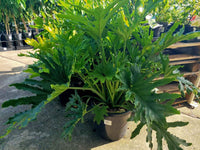 Large Philodendron Lickety Split