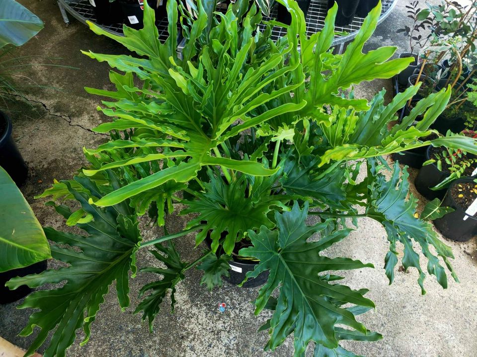 Large Philodendron Lickety Split