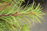 Dwarf Larch Little Bogle (Larix decidua) - Ladybird Nursery
