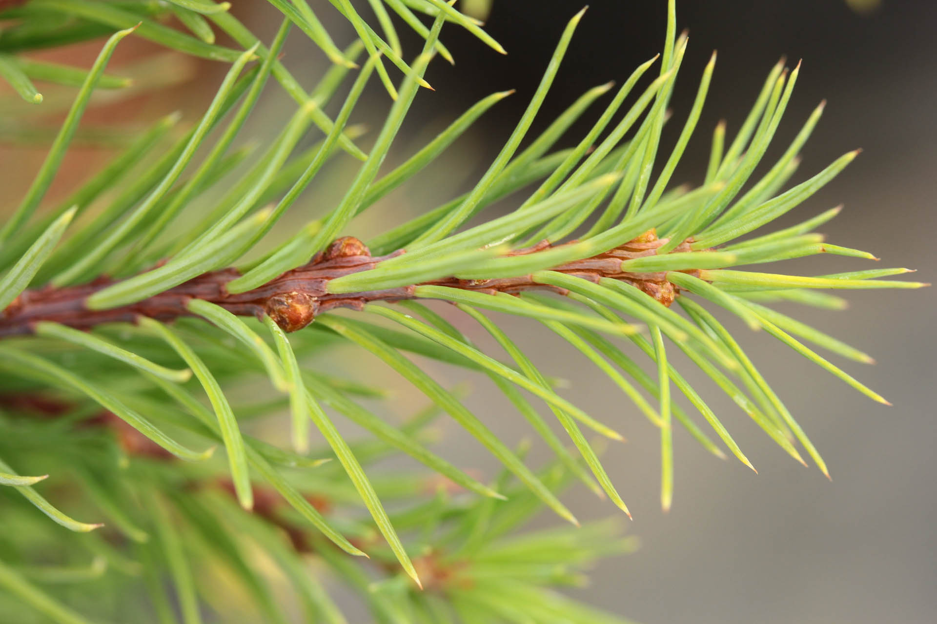 Dwarf Larch Little Bogle (Larix decidua) - Ladybird Nursery