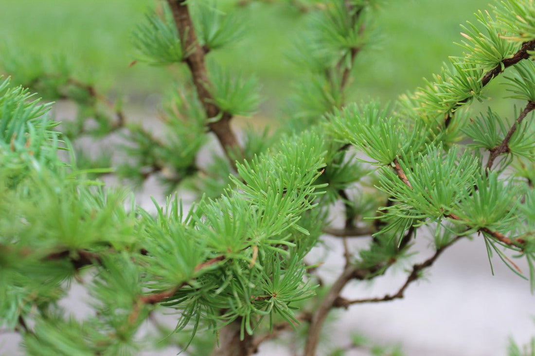 Japanese Larch (Larix kaempferi) - Ladybird Nursery