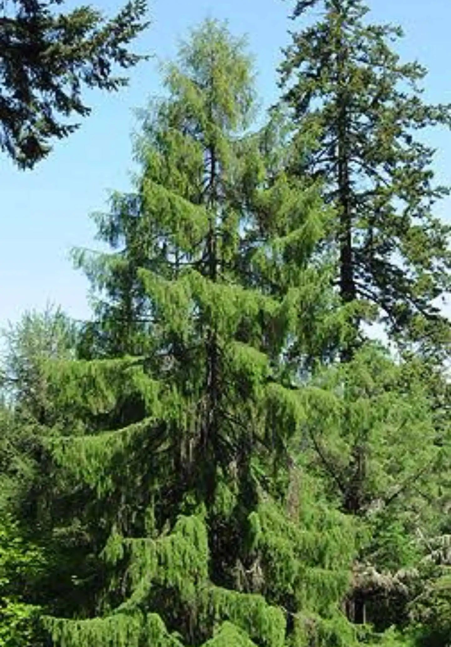 Japanese Larch (Larix kaempferi) - Ladybird Nursery