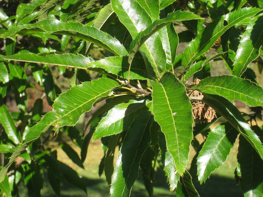 Sawtooth Oak (Quercus acutissima)
